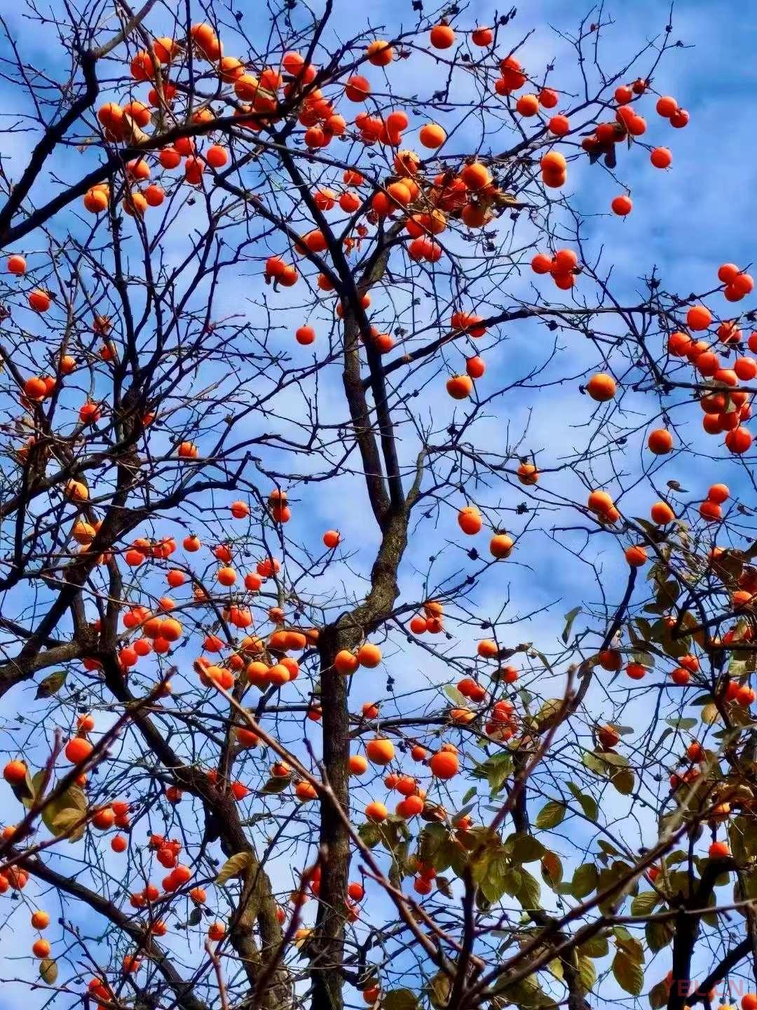 道者涵乾括坤，其本無(wú)名